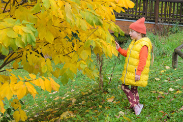 five-year-old girl next to an autumn yellow tree.