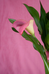 Close up of multicoloured Canna Lily, Calla Lily