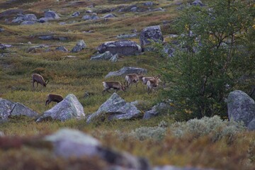 Rennes en pleine nature