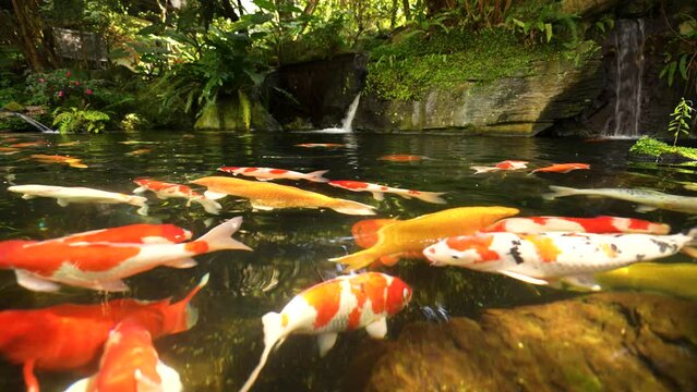 Water pond with koi fish 