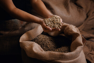 Professional worker checking inspection quality of green raw coffee bean. Roasters working roasting factory