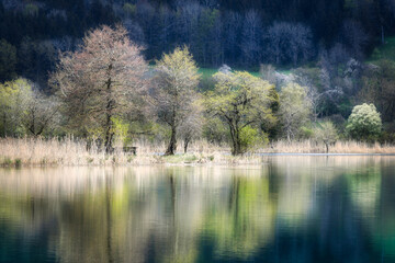 Illmensee, See mit Spiegelung, Bäume im Frühling, Bank am Ufer,