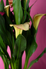 Close up of multicoloured Canna Lily, Calla Lily