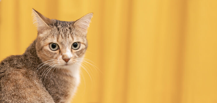猫 背景 Images – Browse 22,225 Stock Photos, Vectors, and Video | Adobe Stock