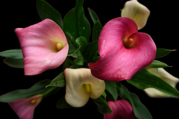 Close up of multicoloured Canna Lily, Calla Lily