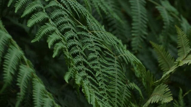 Common polypody (polypodium vulgare) evergreen fern