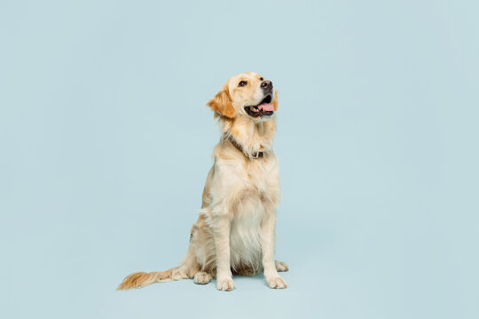 Full body adorable lovely purebred golden retriever Labrador dog be alone isolated on plain pastel light blue color wall background studio portrait. Taking care about animal pet, canine breed concept