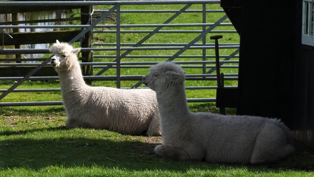 Two alpacas lying on the grass