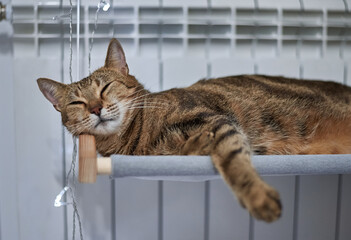 Image of a purebred Bengal cat lying on a hammock attached to a heater. Pet care concept.
