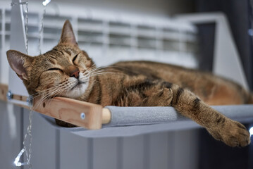 Image of a purebred Bengal cat lying on a hammock attached to a heater. Pet care concept. - obrazy, fototapety, plakaty