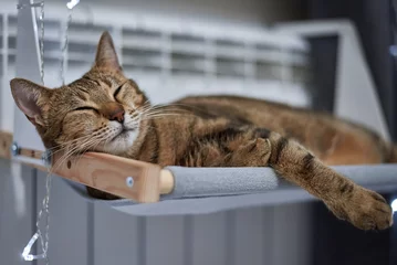 Foto op Canvas Image of a purebred Bengal cat lying on a hammock attached to a heater. Pet care concept. © andy_gin