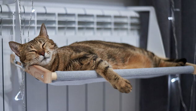 Image of a purebred Bengal cat lying on a hammock attached to a heater. Pet care concept.