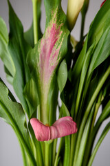 Close up of multicoloured Canna Lily, Calla Lily