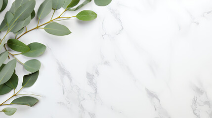 Eucalyptus leaf  on a white marble background, top view 