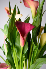 Close up of multicoloured Canna Lily, Calla Lily