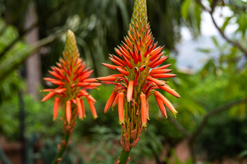 Orange blooming Japanese Aloe flower, Sicily, Italy