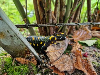 Feuersalamander im Garten