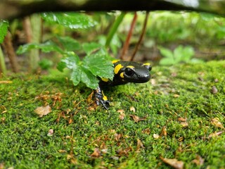 Feuersalamander im Garten