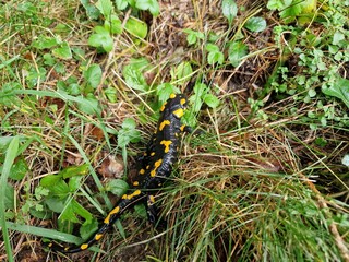 Feuersalamander im Garten