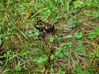 Feuersalamander im Garten