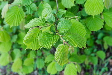 Branch of hornbeam with green leaves on a blurred background