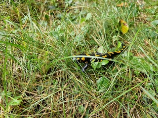 Feuersalamander im Garten