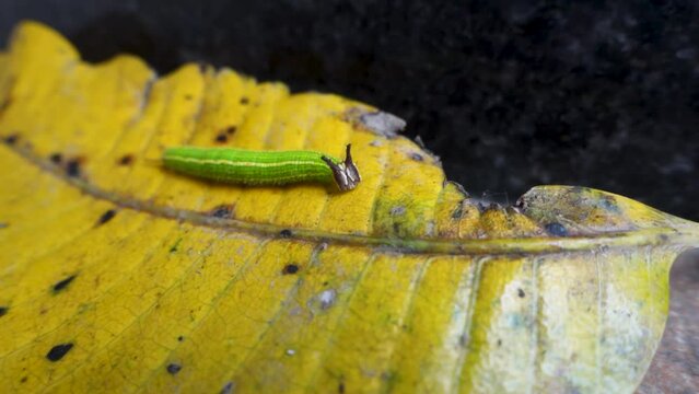 A close up shot of Melanitis leda, the common evening brown Caterpillar on a hard surface background. India