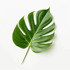 Fototapeta na wymiar green leaf isolated on white background Created with generative Ai 