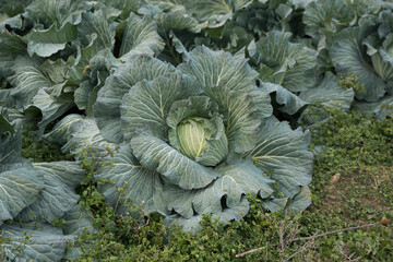 cabbage before harvest