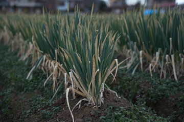 green onion field