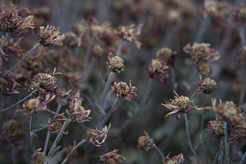 dried marguerite flowers