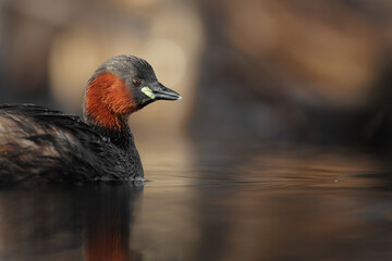 Little grebe , Tachybaptus ruficollis , small duck, detail head portrait. Bird in natural environment. Close-up photography . Spring season in Slovenia. Floating hide © Nathalie