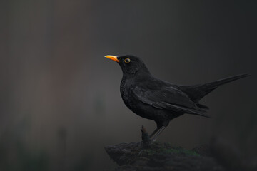 Portrait common blackbird, turdus merula, wildlife from europe. blackbird in the green vegetation. black bird with orange bill. natural habitat, forest. close-up