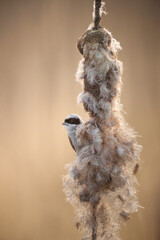 Penduline tit, Remiz pendulinus. Feeding on cattail seed.