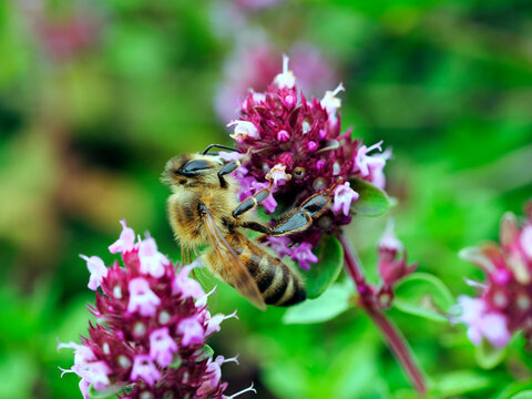 Macierzanka zwyczajna (Thymus pulegioides L.) &ndash; gatunek rośliny należący do rodziny jasnotowatych jest rajem dla owad&oacute;w  i jest cenioną rośliną lecznicą