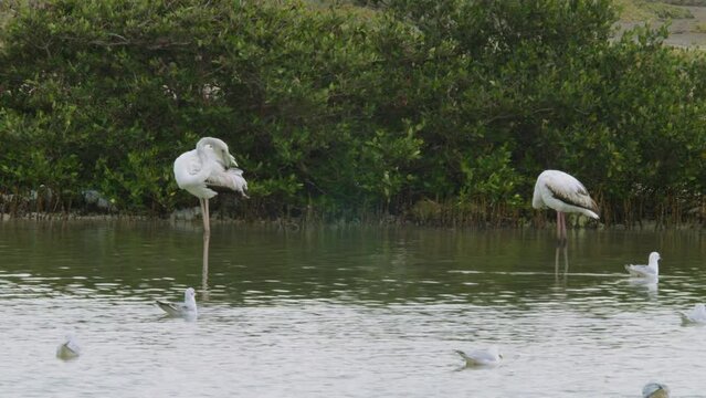 Nature of Sitra park in Bahrain, water birds and plants
