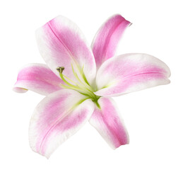 Fototapeta na wymiar Pink lily flower isolated on white or transparent background. Top view.