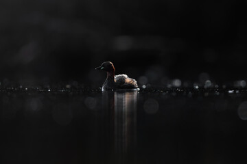 Little grebe , Tachybaptus ruficollis , small duck, detail head portrait. Bird in natural environment. Close-up photography . Spring season in Slovenia. Floating hide © Nathalie