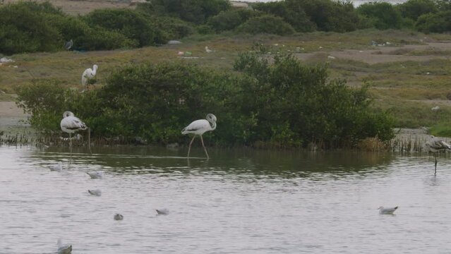 Water birds of Sitra park, Bahrain
