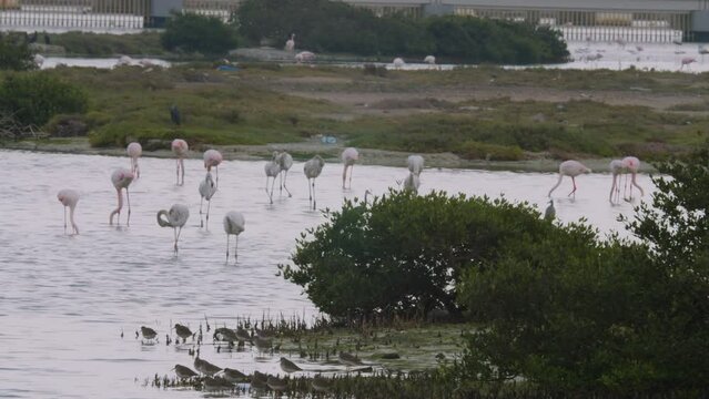 Sitra park in Bahrain, flock of flamingos wading in water