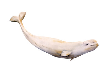 Hand-drawn watercolor beluga whale illustration isolated. White whale. Underwater ocean creature. Marine mammal. Toothed whales animals collection