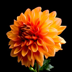 A painting of a... Velvet Kiss Unveiling Petals of Dawn, Moonlight Sonata in Dewdrop Diamonds, Sun-Kissed Symphony in Crimson Embrace, Woven Silks Unfurling Dreams of Spring, Whispers of Eden