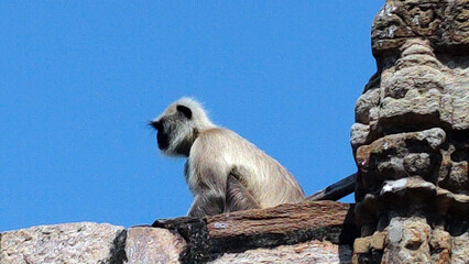 Gray langur or lLangoor monkey side profile sitting on a wall at the Ramtek Temple in India 1