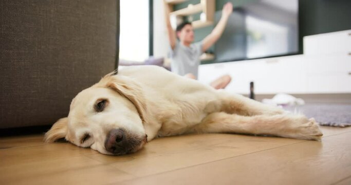 Pet dog asleep on floor with biracial man practicing yoga sitting at home in background, slow motion