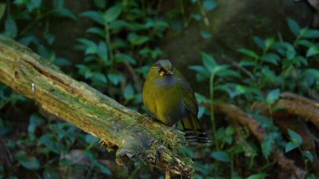 Steere's Liocichla endemic bird of Taiwan