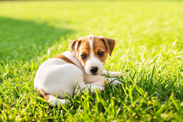 Two months old Jack Russel Terrier puppy laying on green grass on the backyard. Dogs and pets photography