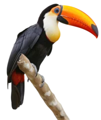 Selbstklebende Fototapeten toucan bird sitting on a tree branch isolated on a white background © Flowal93