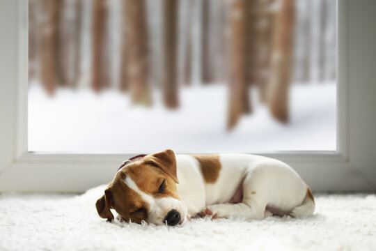 Tiny Jack Russell Terrier breed puppy sleeping on white carpet inside the house. Snowy pine tree forest outside the large window. Pets care concept