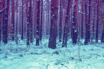 Fototapety na wymiar - Fototapeta24.pl