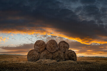 Round bales of dry hay piled up on an agricultural field during sunset. Rural landscape with straw rolls and dramatic cloudy golden sky